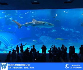 杭州大型亞克力魚缸設計公司及廠家推薦 全景展示，打造水中藝術